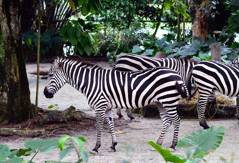シンガポール動物園の見どころ